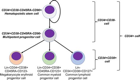 Short-Term Storage of Mobilized Peripheral Blood Stem Cells in a Closed System Changes the ...