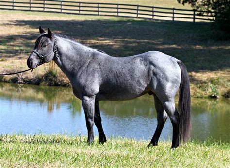 Shoequarterhorses | Blue roan horse, Horses, Beautiful horses