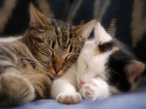 Photos kitty cat Cats Two Sleep animal