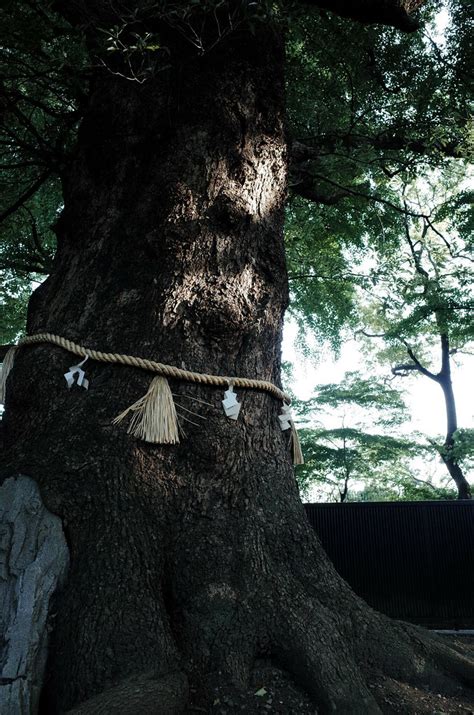 The sacred tree, Ueno toshogu shrine | foooomio | Flickr