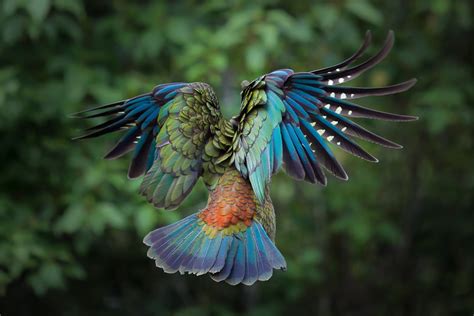 majestic kea in flight, new zealand photo | One Big Photo