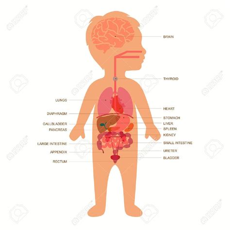 human body anatomy, medical organs child vector system , #AFF, #anatomy, #medical, #human, #body ...