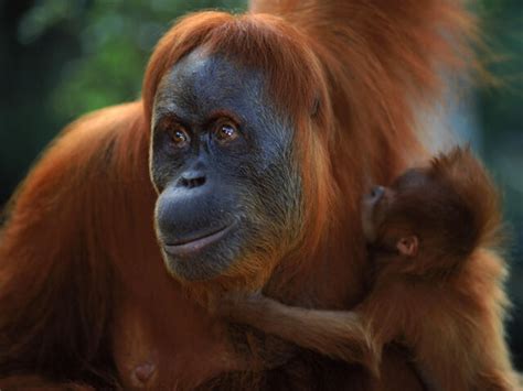 Sumatran Orangutan | Species | WWF