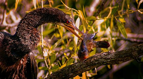 Some Everglades Birds on Behance