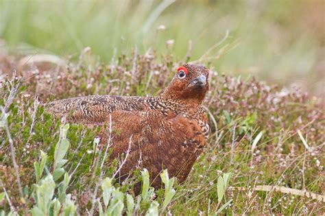 Moorland management under review | Scottish Wildlife Trust