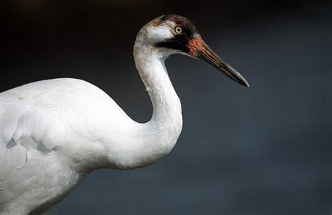 Whooping crane – Texas Living Waters Project