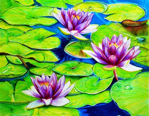 Water Lilies Drawing at GetDrawings | Free download