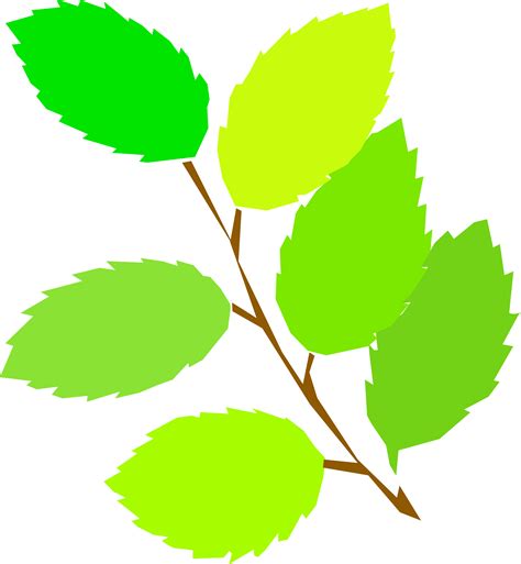Clipart leaves leaf drawing, Clipart leaves leaf drawing Transparent FREE for download on ...