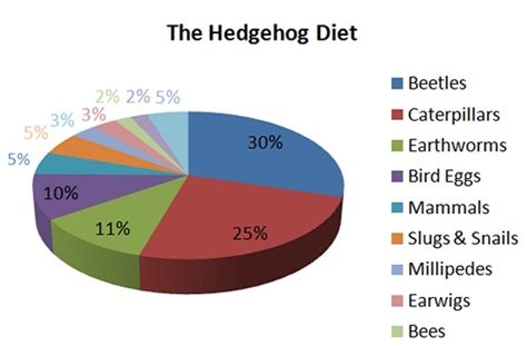 Wild hedgehog diet – Little Silver Hedgehog