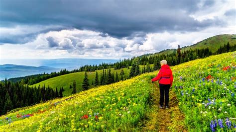 Alpine Meadows Filled with an Abundance of Wildflowers in Sun Peaks in ...