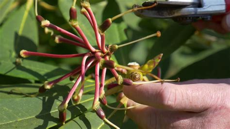 Deadheading Rhododendron - YouTube