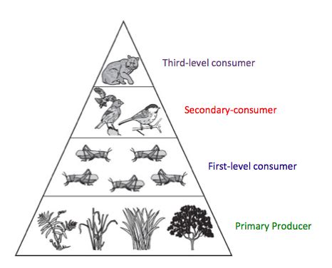 Energy Pyramid - The Desert Biome