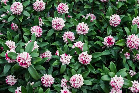 Daphne Shrubs: Plant Care and Growing Guide