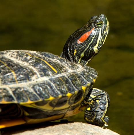 Red Ear Slider Turtle