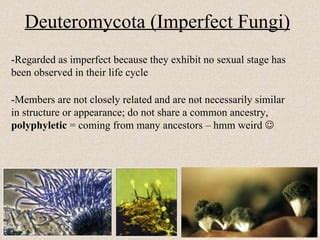 Fungi | PPT