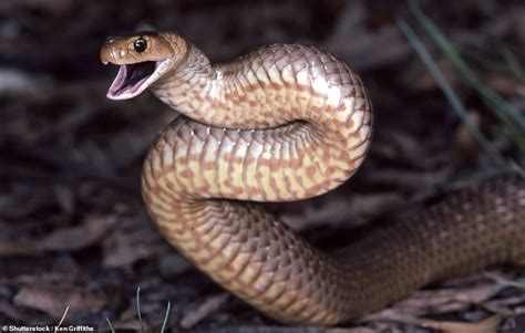 Social media struggles to find deadly Eastern brown snake hidden in a Brisbane, Australia ...