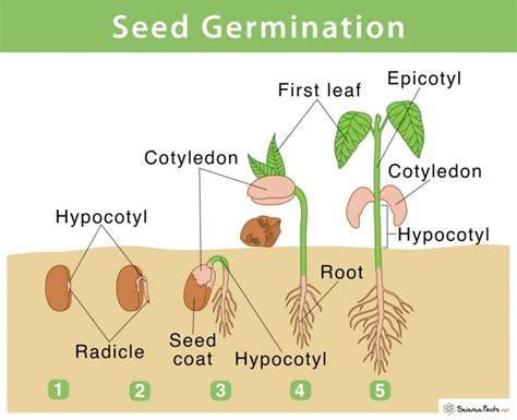 Introduction Of Seed Germination
