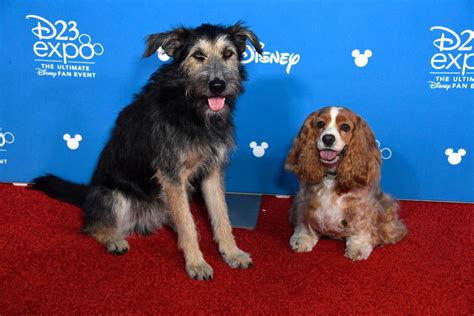 Shelter dog becomes star in ‘Lady and the Tramp’ | myfox8.com