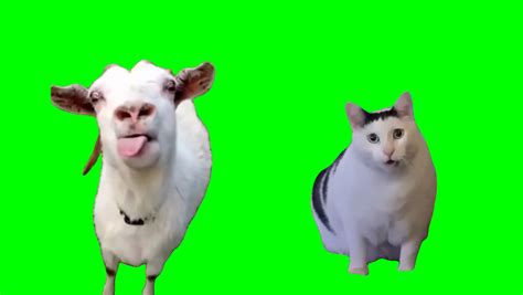 Goat talking to clueless Huh? Cat meme (Green Screen) – CreatorSet