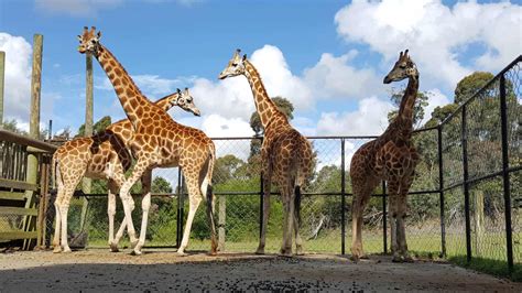 Monarto Safari Park 2025 | Best-tickets.com.au