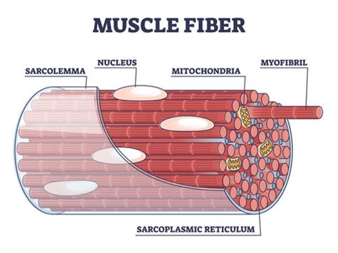 "Muscle Cell" Imagens – Procure 2,312 fotos, vetores e vídeos | Adobe Stock