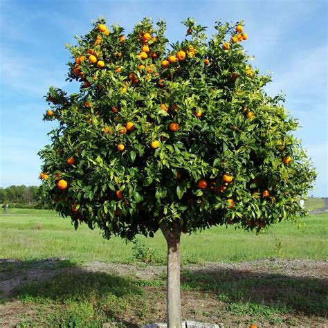 Minnelola Tangelo Tree | Plants Express