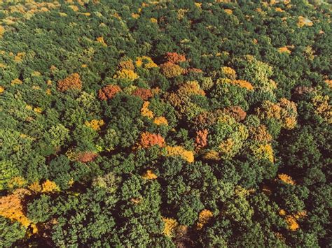 Premium Photo | Aerial view of autumn forest