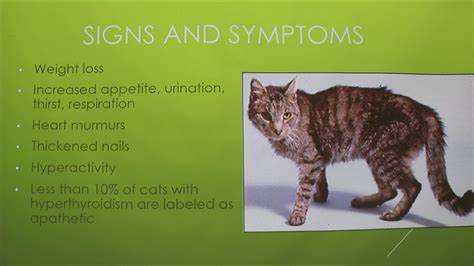 What Is Treatment For Hyperthyroidism In Cats