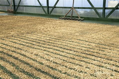 Coffee Beans Drying Photograph by Inga Spence - Fine Art America