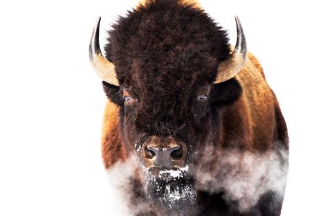 Yellowstone Bison | Jason Savage Photography