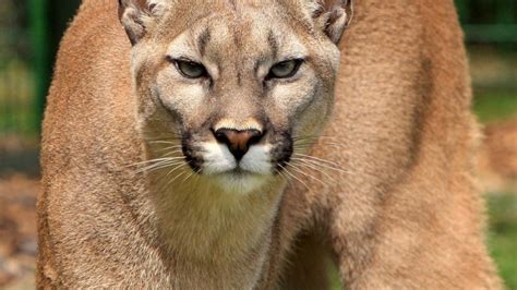 Watch These Chilling Videos of Screaming Mountain Lions…If You Dare ...