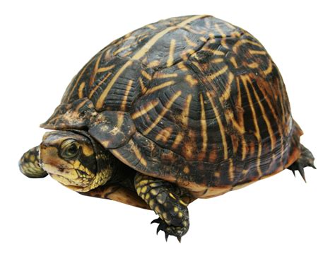 Turtle PNG Transparent Images - PNG All