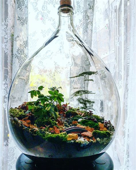 Terrarium/Bottle garden | Fles tuin, Terrarium, Tuin