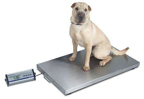 Electronic veterinary weighing scale - VET330WH - Detecto Scale - for large animals / with ...