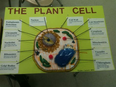atilley [licensed for non-commercial use only] / Constructing A Plant Cell Project