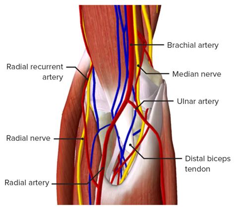 Cubital Fossa: Contents & Anatomy | Concise Medical Knowledge