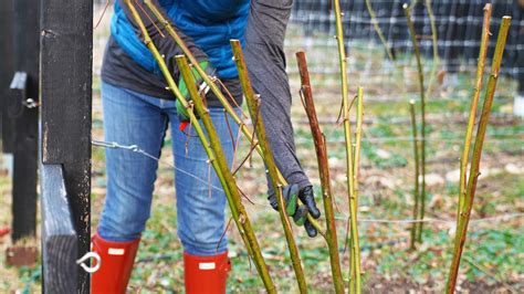 Pruning Blackberries: Spring, Summer, Fall & Winter