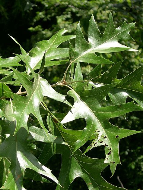 Franklin & Marshall - Black Oak (Quercus velutina)