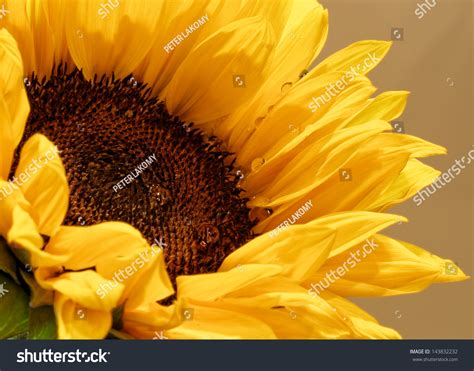 Sunflower And Water-Drops Stock Photo 143832232 : Shutterstock