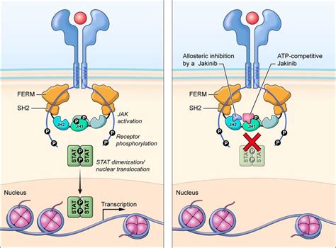 Alternate mechanisms of JAK inhibition. Deucravacitinib inhibits TYK2... | Download Scientific ...