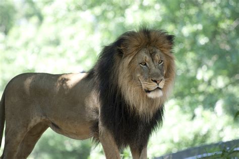 Male African Lions in Human Care Hit Puberty Earlier Than in the Wild | Smithsonian's National Zoo