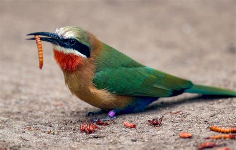 Bee-eater | San Diego Zoo Animals & Plants