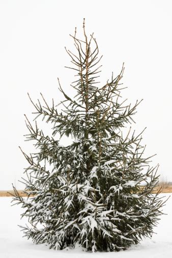 Snowy Spruce Tree Stock Photo - Download Image Now - iStock