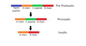 Biotechnology Applications in Medicine: Genetics, Examples and Videos