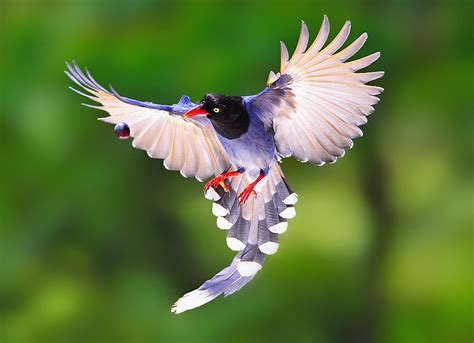 "{Formosan Blue Magpie}" by Dajan Chiou 500px | Formosan, Animal planet ...