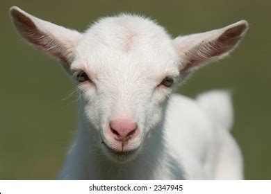 1,148 Baby goat jumping Images, Stock Photos & Vectors | Shutterstock