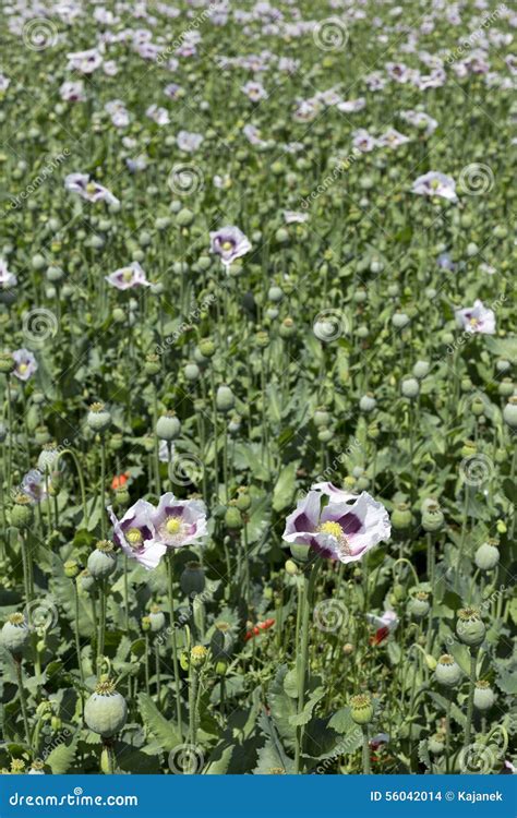 Field of the white Poppy stock photo. Image of opium - 56042014