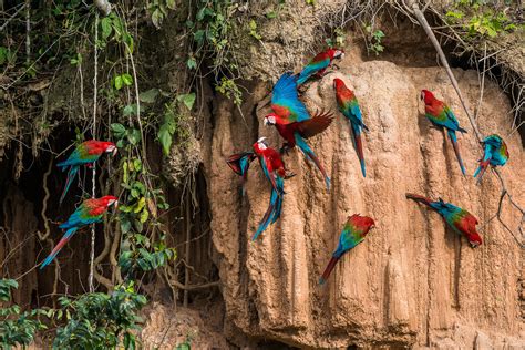 Manu Nationalpark | Quellgebiet des Amazonas | Paradiesische Vielfalt!