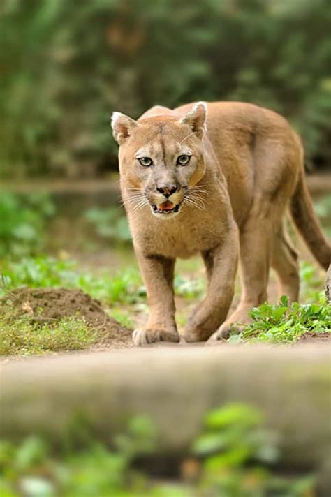 Cougar Facts for Kids - The Facts Vault