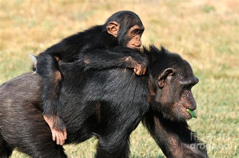 Mother chimpanzee with baby on her back Photograph by George Atsametakis - Pixels